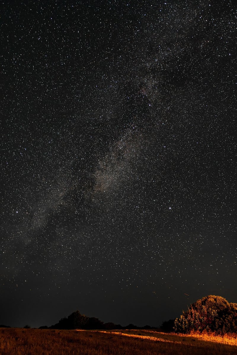 Starlit Meadows